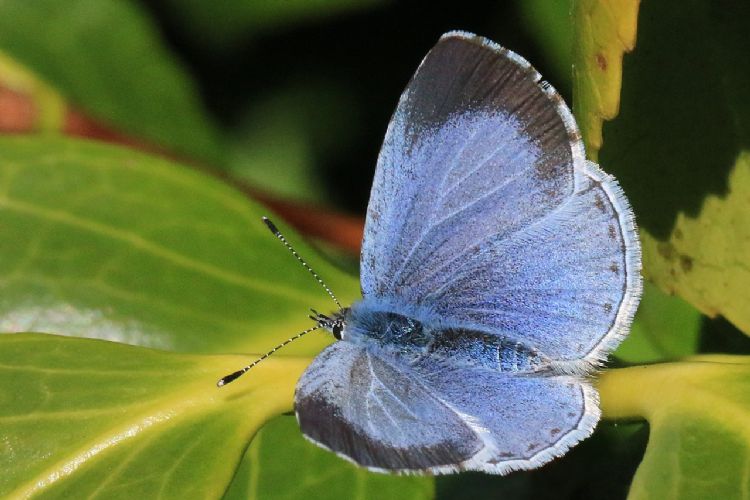 Boomblauwtje, Celastrina argiolus - de rups van deze vlinder leeft op vuilboom, klimop, heide, hulst, wegedoorn, vlinderstruik, kattenstaart