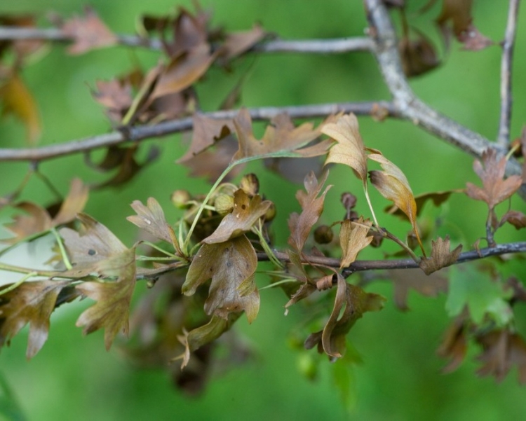 Een door bacterievuur aangetaste meidoorn