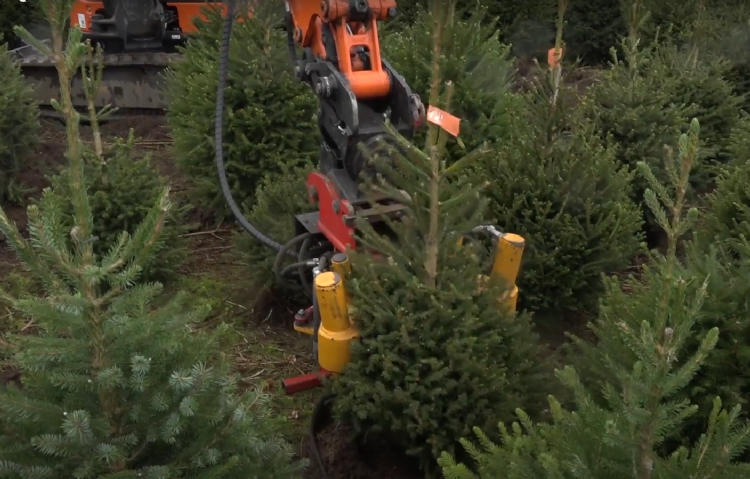 Het rooien van kerstbomen