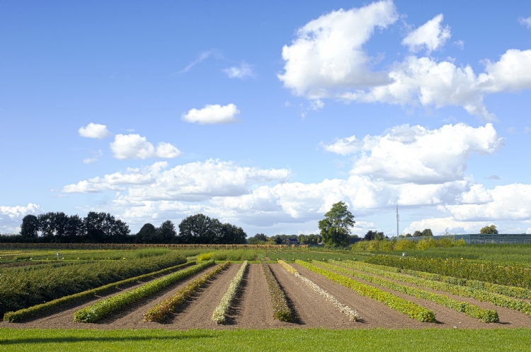 De kwekerij heeft 7 hectare eigen moederplanten.