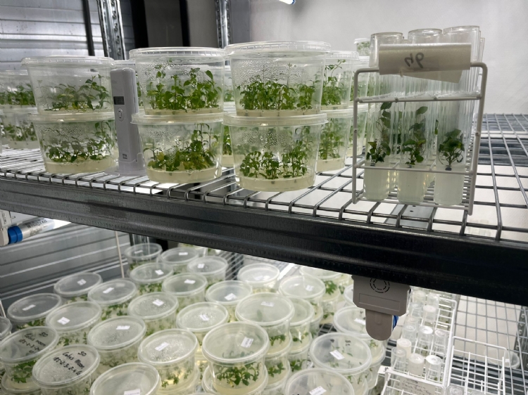 Klimaatkamer voor de vermeerdering