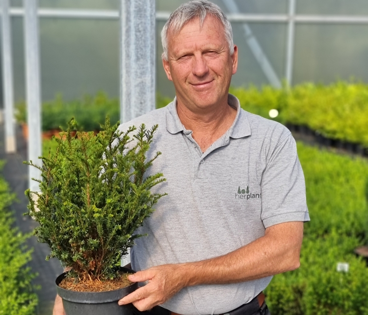 Didier Hermans met <i>Taxus</i> 'Tiny T'