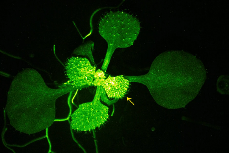 Screenshot uit een van de onderzoeksvideo's van Masatsugu Toyota