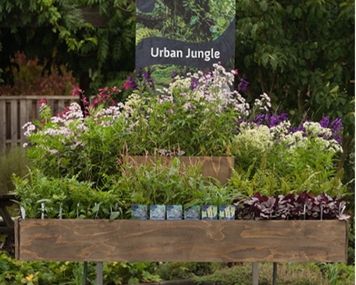Foto: Rijnbeek Perennials
