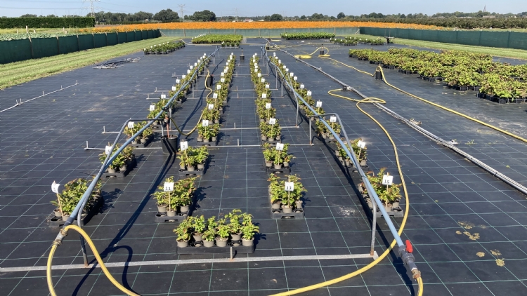 Proef met echte meeldauw in <i>Hydrangea</i> bij Cultus Crop Research
