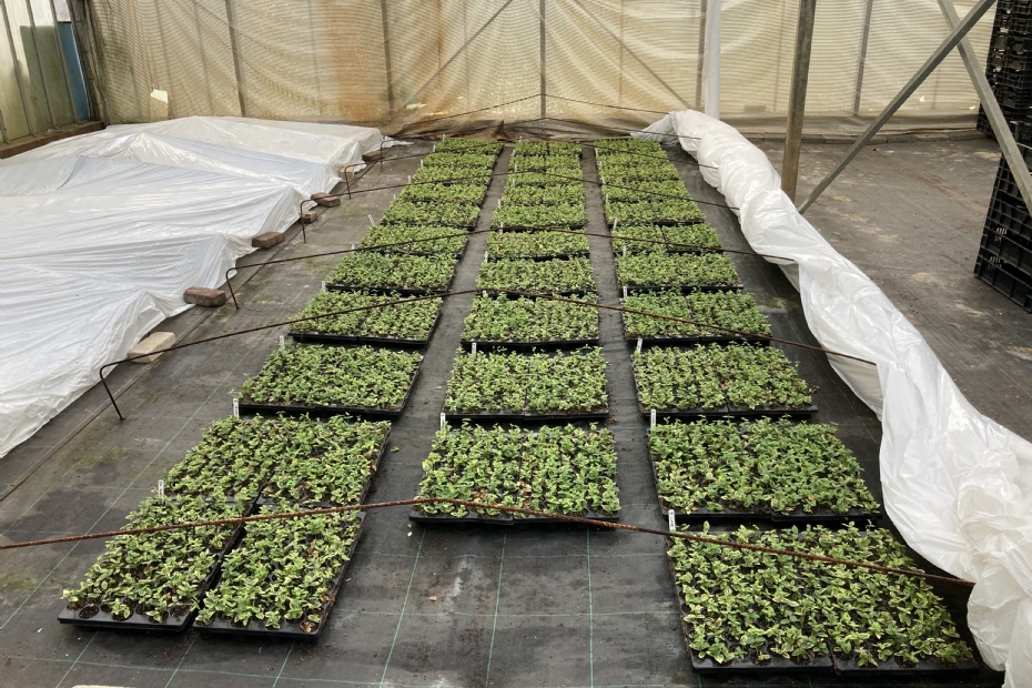 Opstelling voor een Botrytisproef op Euonymus
