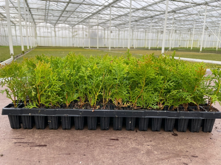 Thuja orientalis ‘Aurea Nana’ in de 144-gaats tray
