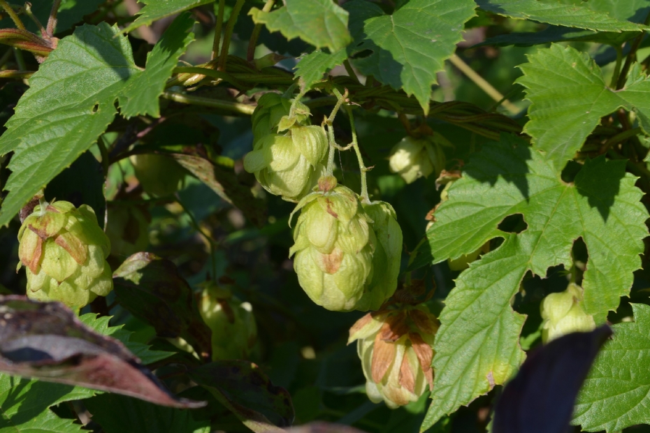 Hop is een gevoelige plant