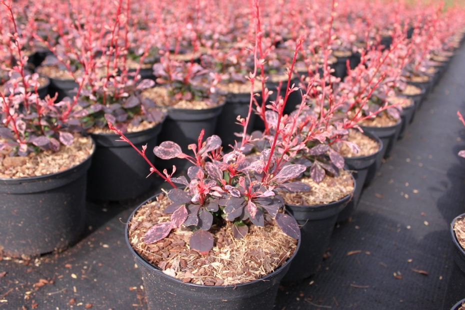 Herbaedeck HBR Herbaedeck HBR