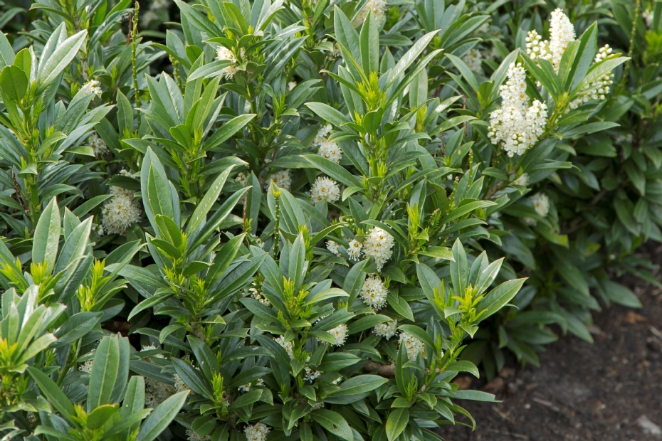 Prunus laurocerasus