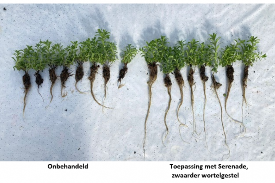 Lavendel (Lavendula angustifolia), wel (rechts) en niet behandeld met Serenade