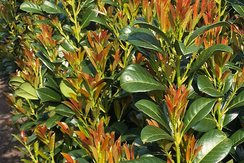 Prunus laurocerasus Bonaparte® ('Flippi01'PBR) - foto Arie Rijkaart
