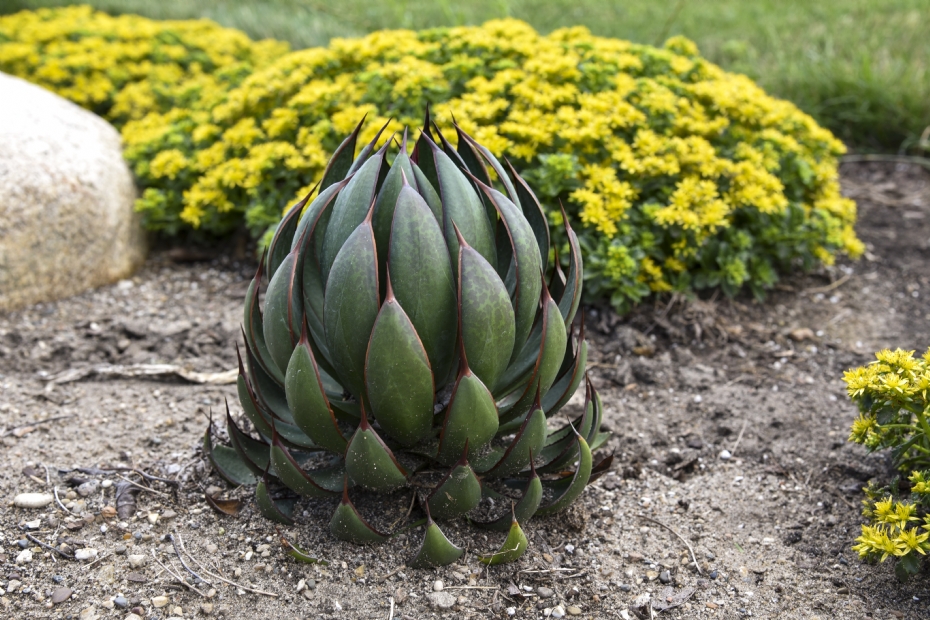 Mangave 'Praying Hands'