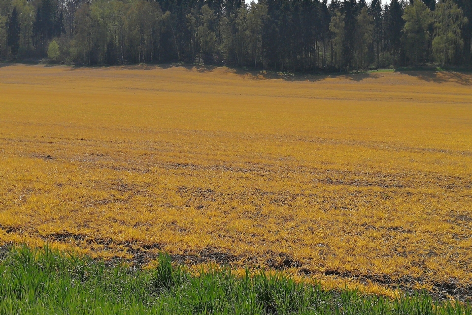 Foto: Wikimedia Commons, Ewald Schnug