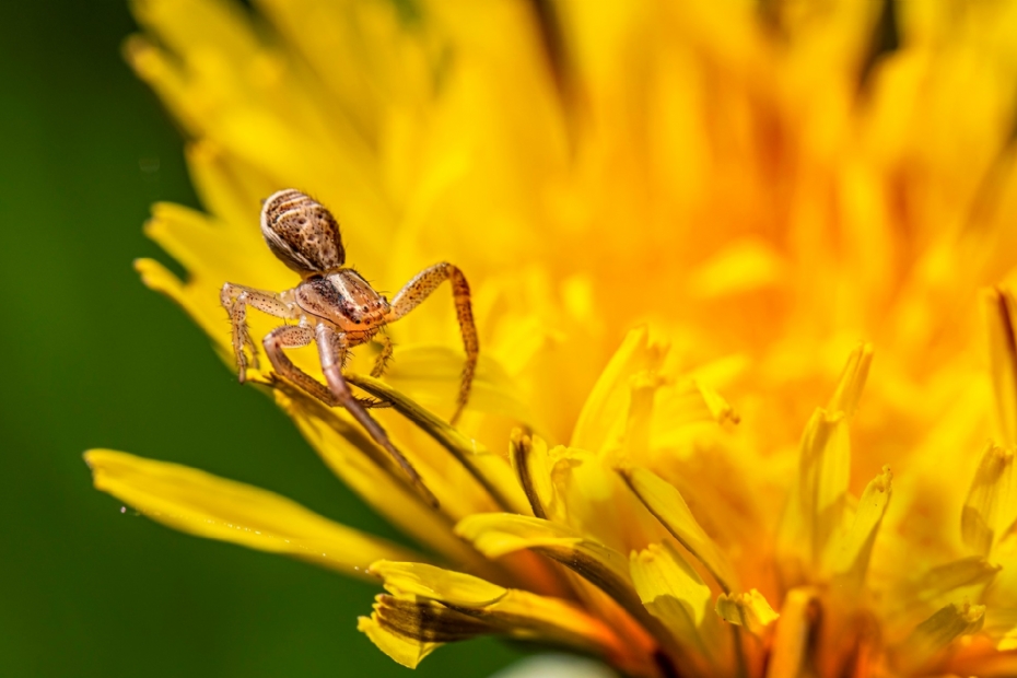 Foto: Erik Karits, Pixabay