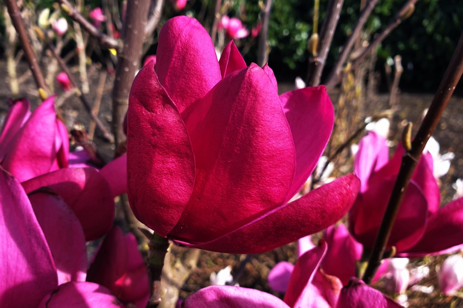 Magnolia Pink Pyramid