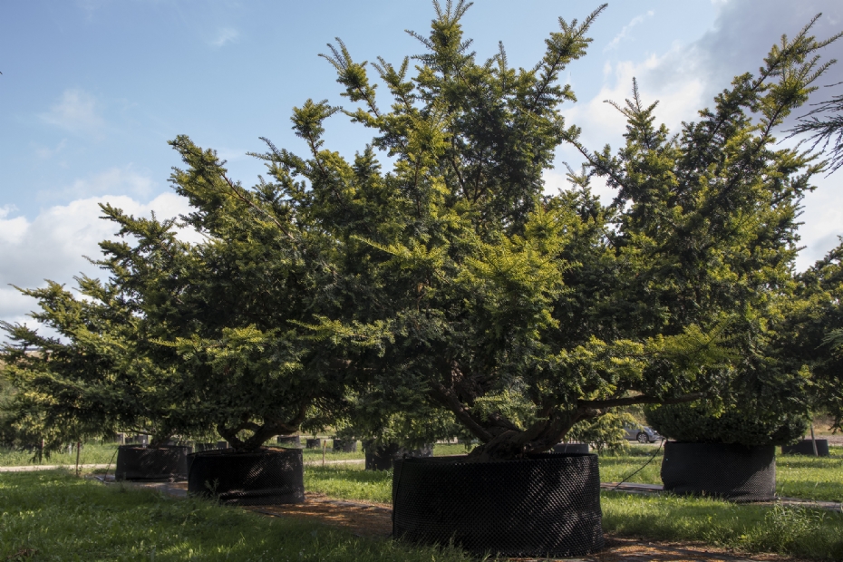 <i>Taxus baccata</i> 'Devastonii Aurea' op airpot