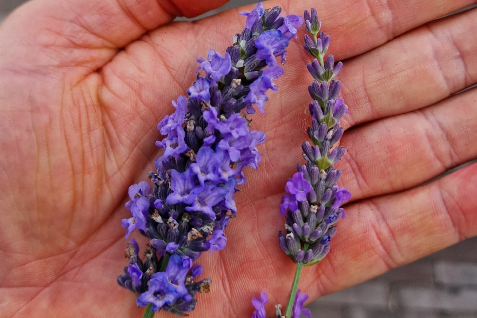 Lavandula intermedia Sensational! (links) won zilver 