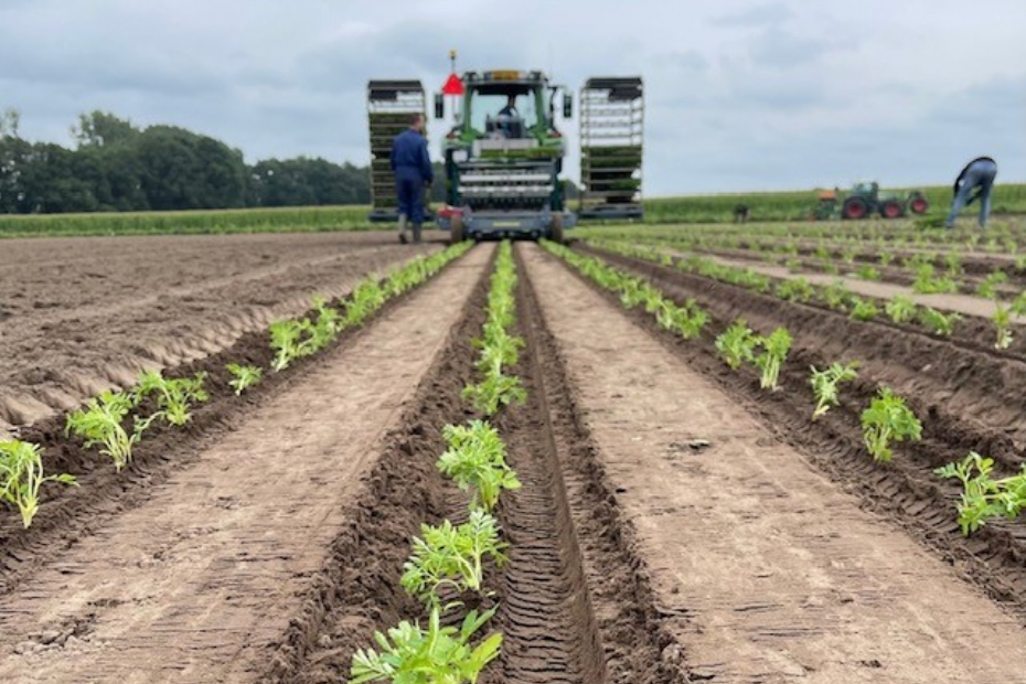 Automatische plantmachine van TTS in actie