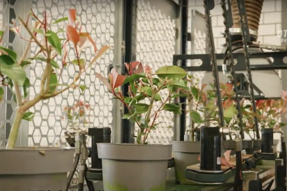 Planten in de DTM Snoeistraat
