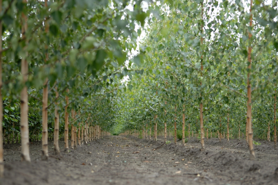 Betula pendula ‘Zwitsers Glorie'
