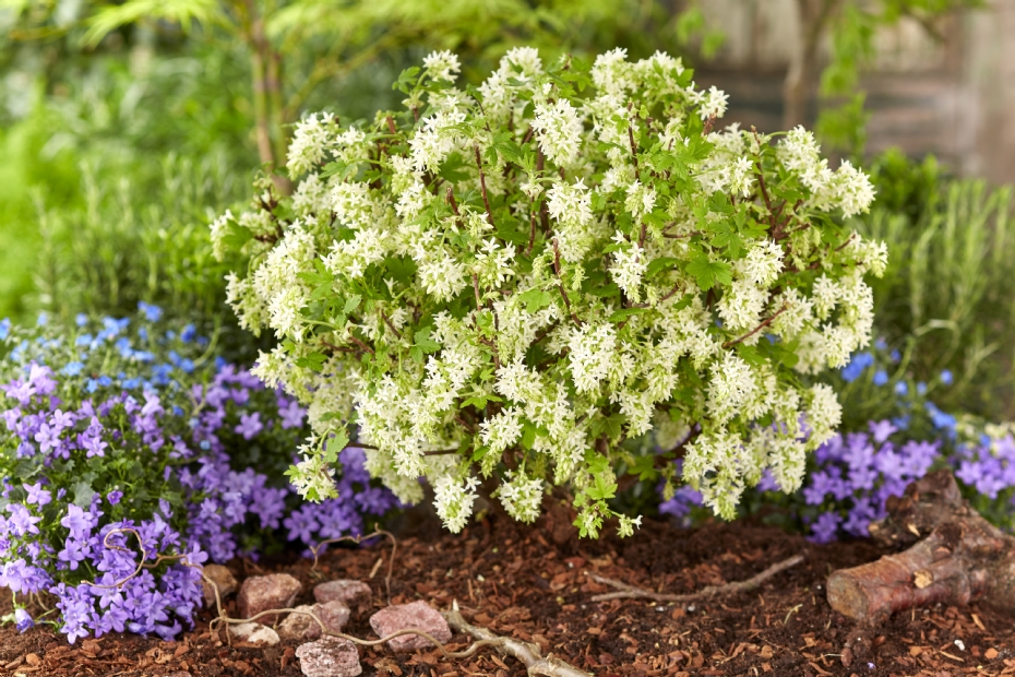 Compacte <i>Ribes</i> Oregon Snowflake