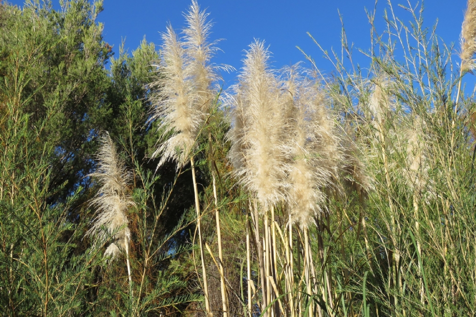 Cortaderia selloana