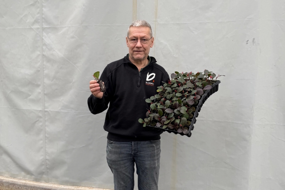 Maarten Bloemen (Bloemen Youngplants) met de paperpots van Optiplug