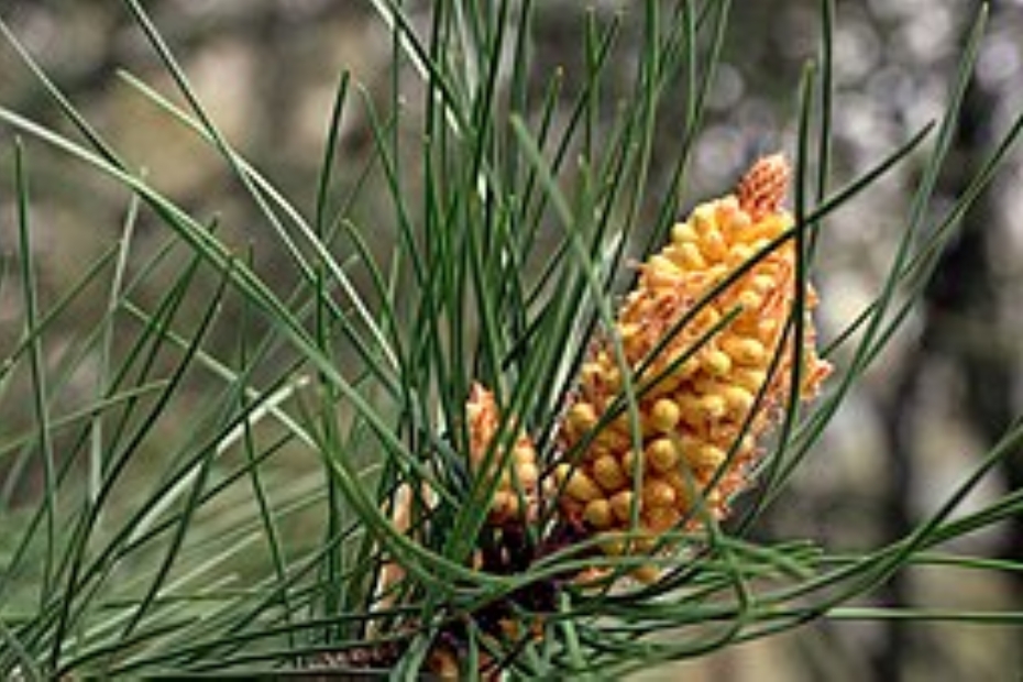 Pinus pinaster mannelijke kegel. Bron: MarioM, Public domain, via Wikimedia Commons