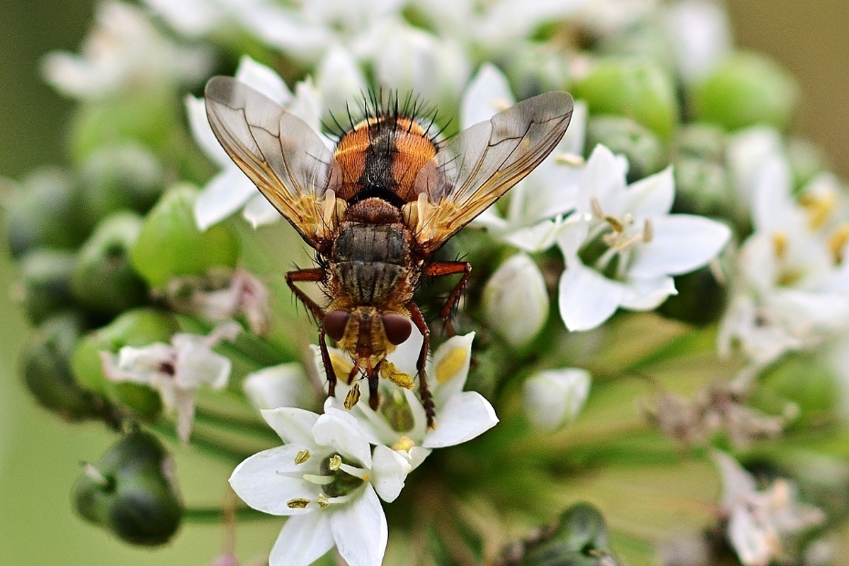 Zweefvlieg (Pixabay)