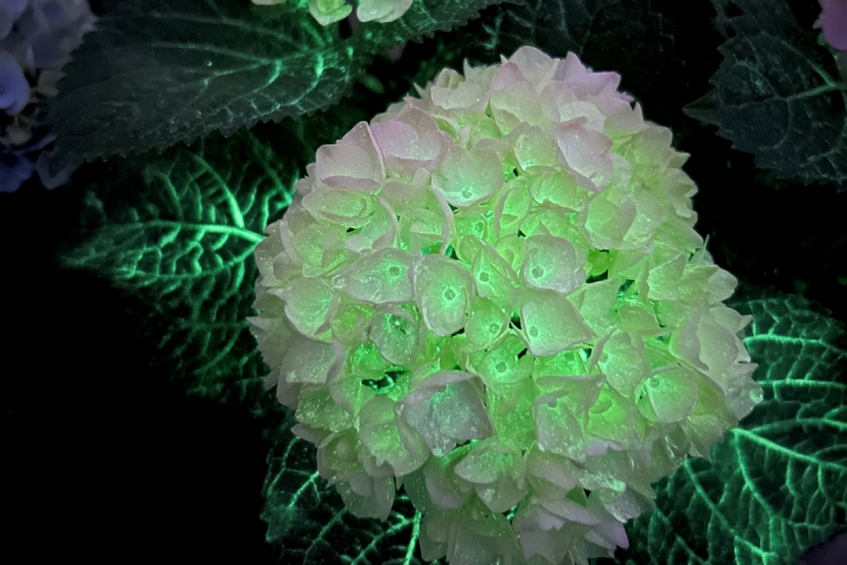 Hydrangea Effects Nieuwe Hydrangea-selectie verrast met glow in the dark-effect
