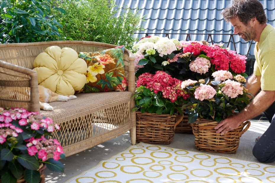 Foto: Hydrangea World