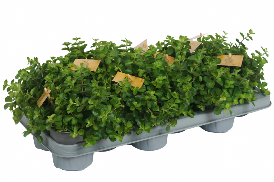 JustGrey van Modiform JustGrey van Modiform