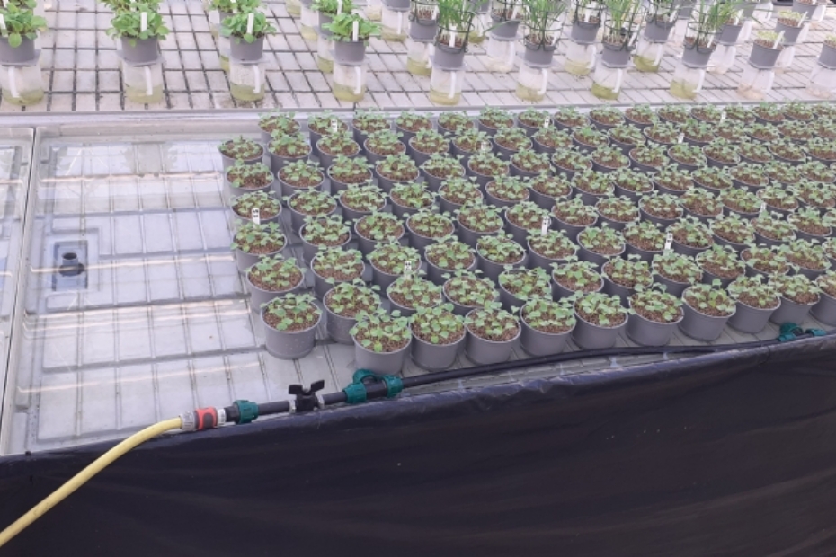 De proefopzet in de proefkas van RHP in 's-Gravenzande