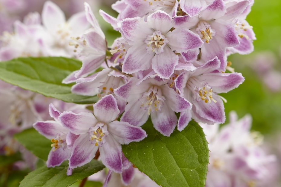 <i>Deutzia</i> Raspberry Sundae ('Low 18'PBR) EU 53093