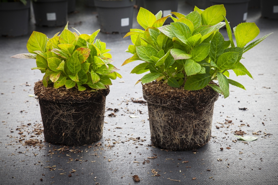 De pot aan de rechterkant bevat 40 kg Bara-clay per m3 substraat. De pot aan de linkerkant bevat dezelfde hoeveelheid klei per m3, maar van een andere leverancier.