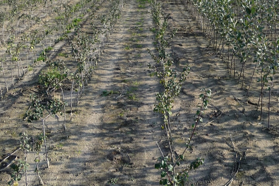 Bomen die achterblijven vanwege aantasting door het wortellesieaaltje (<i>Pratylenchus penetrans</i>). Bron: Hans Smeets (Smeets Agro Consultancy)