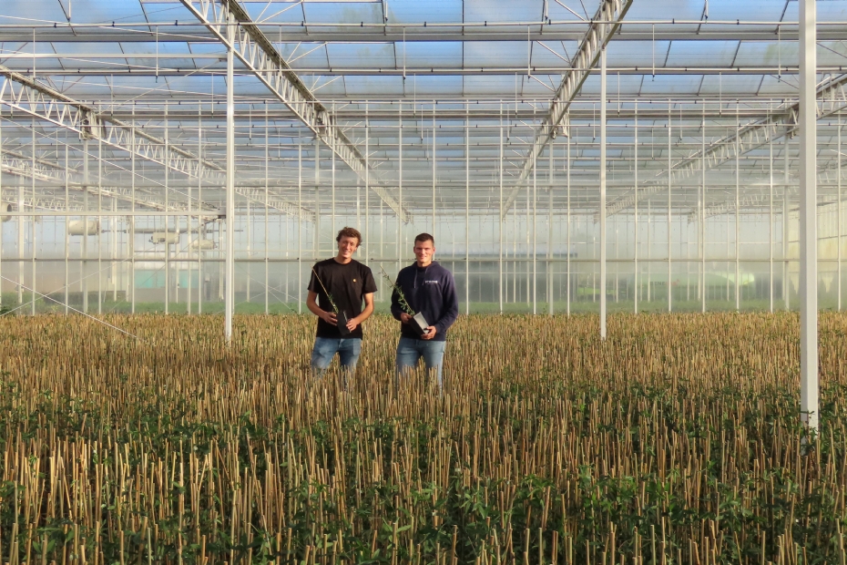 Bas Nieuwesteeg (links) en Tom Brand (rechts) tussen de Passiflora waar hybride bemesting toegepast is.