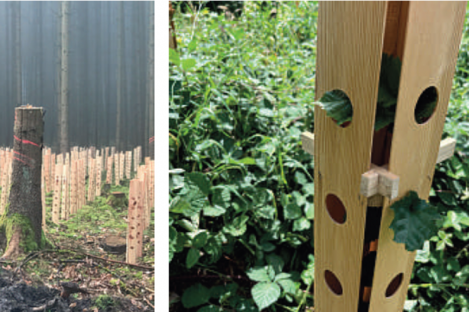 De dendron Laxsjon boomkoker