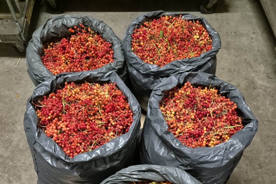 Het zaad is de basis