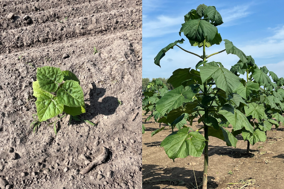 <i>Paulownia elongata</i> 'Futuro' na aanplant in juni (links) en in september (rechts)