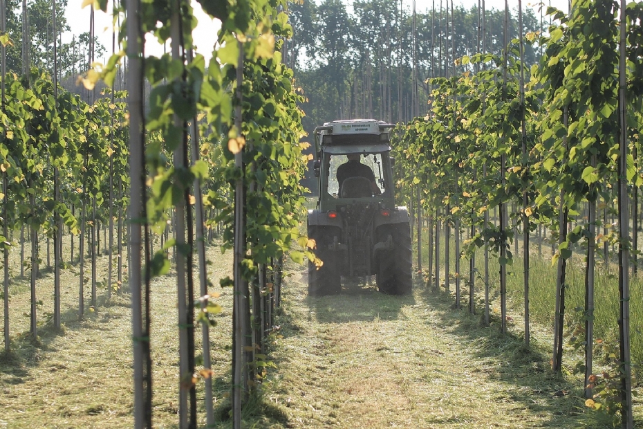 Beeld via: Boomkwekerij Udenhout - Bij on the way to Planet Proof