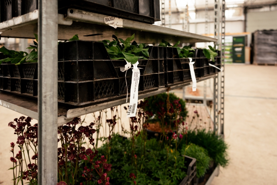 Plant Market is de verbindende schakel
