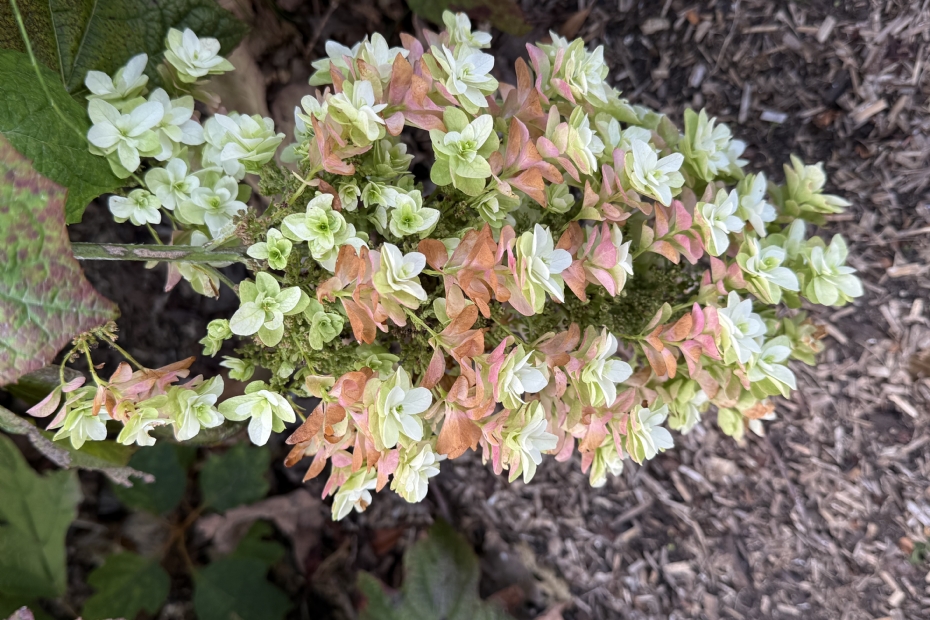 <i>Hydrangea</i> Magical Snowcicle