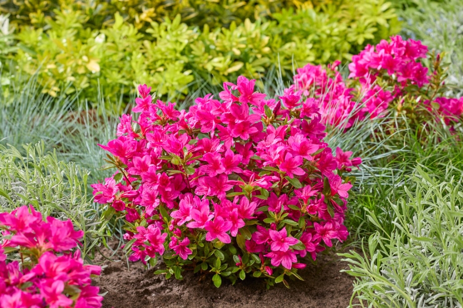 Rhododendron Encore Autumn Prince (‘Roblezg’PBR). Foto: Plantipp