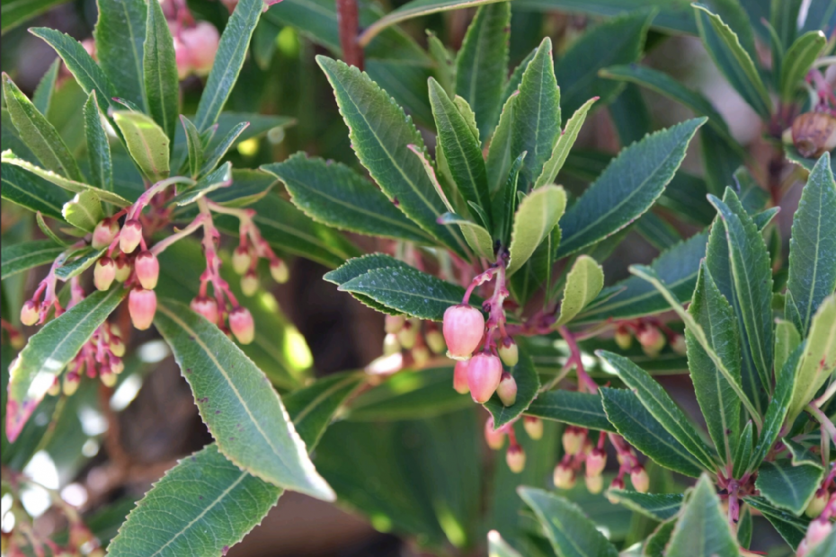 <i>Arbutus</i> Mercurius in bloei