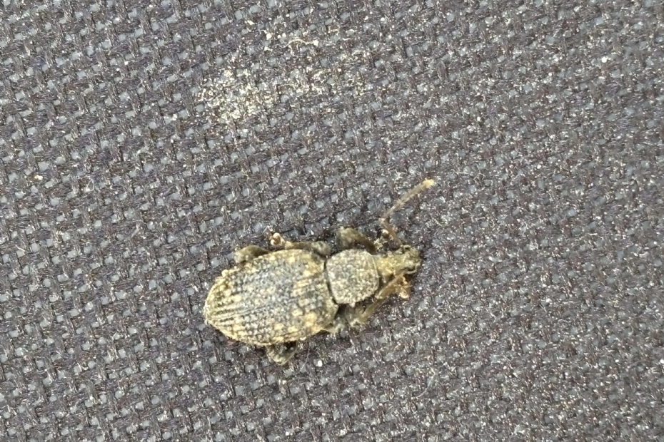 Taxuskever. Foto: Compas Agro