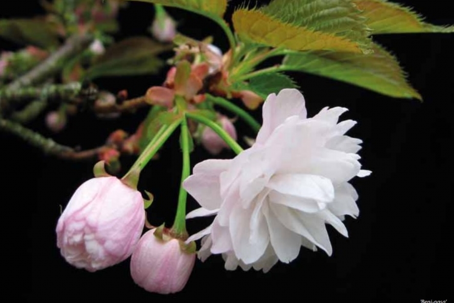 Prunus 'Beni-gasa'  fotografie: Wybe Kuitert
