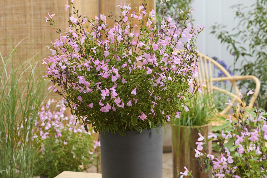 Salvia Malabar Mighty Pink. Foto: Walter Blom Plants