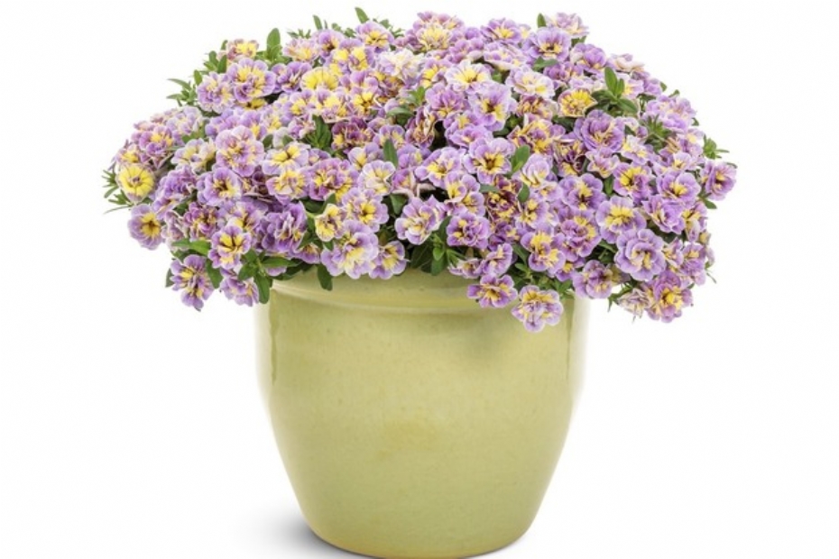 Foto: Proven Winners